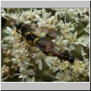 Tenthredo amoena - Blattwespe 04.jpg